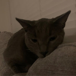 Meet your Posher, Persiiia